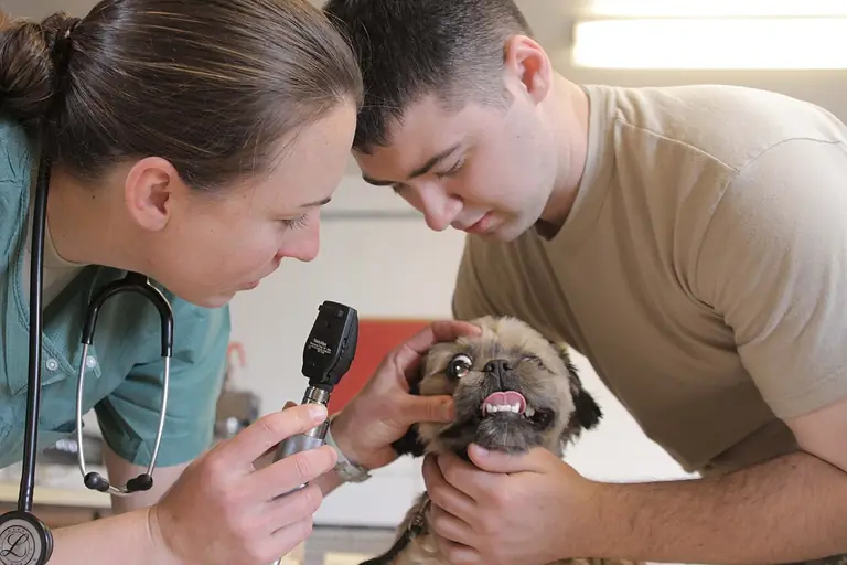 Veterinarian examining a dog held by its owner